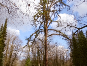 Park u Schwarzenberské hrobky - borovice tuhá