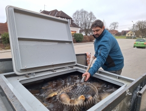 Výdej vánočních kaprů pro občany