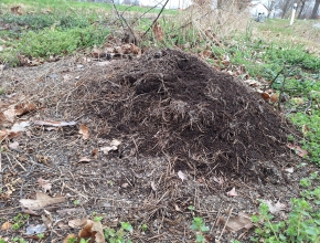 U cyklostezky na koupaliště jsme potkali mravenečky