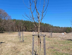 Ovocný sad u silážní jámy, foto 2025